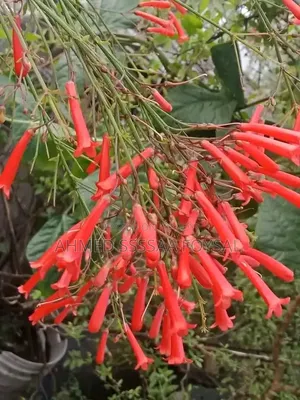 Russelia with flowers and seeds