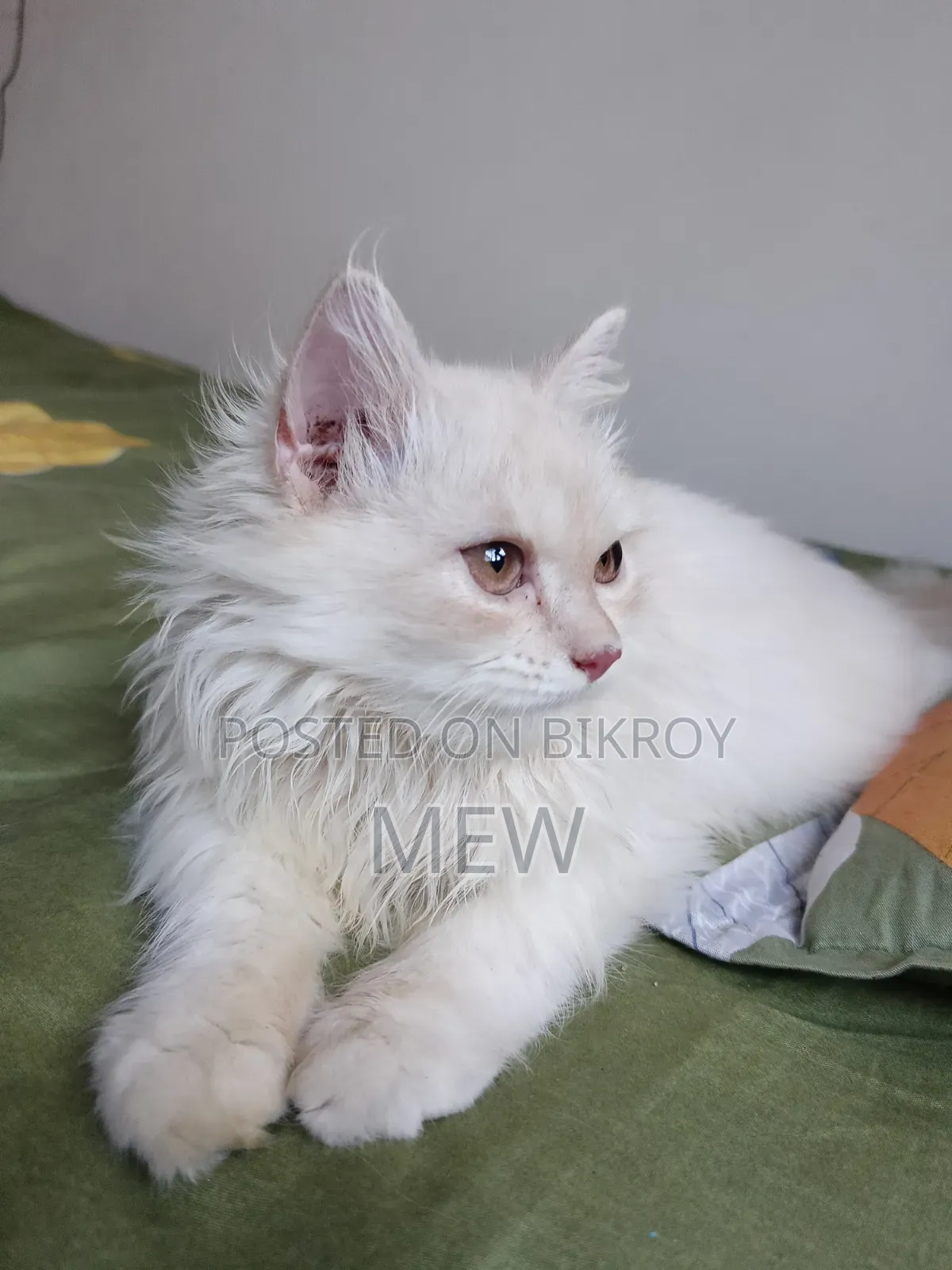 3-6 Months Male Purebred Persian