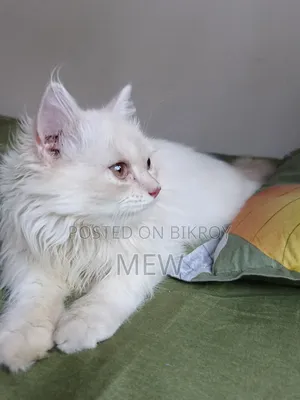 3-6 Months Male Purebred Persian