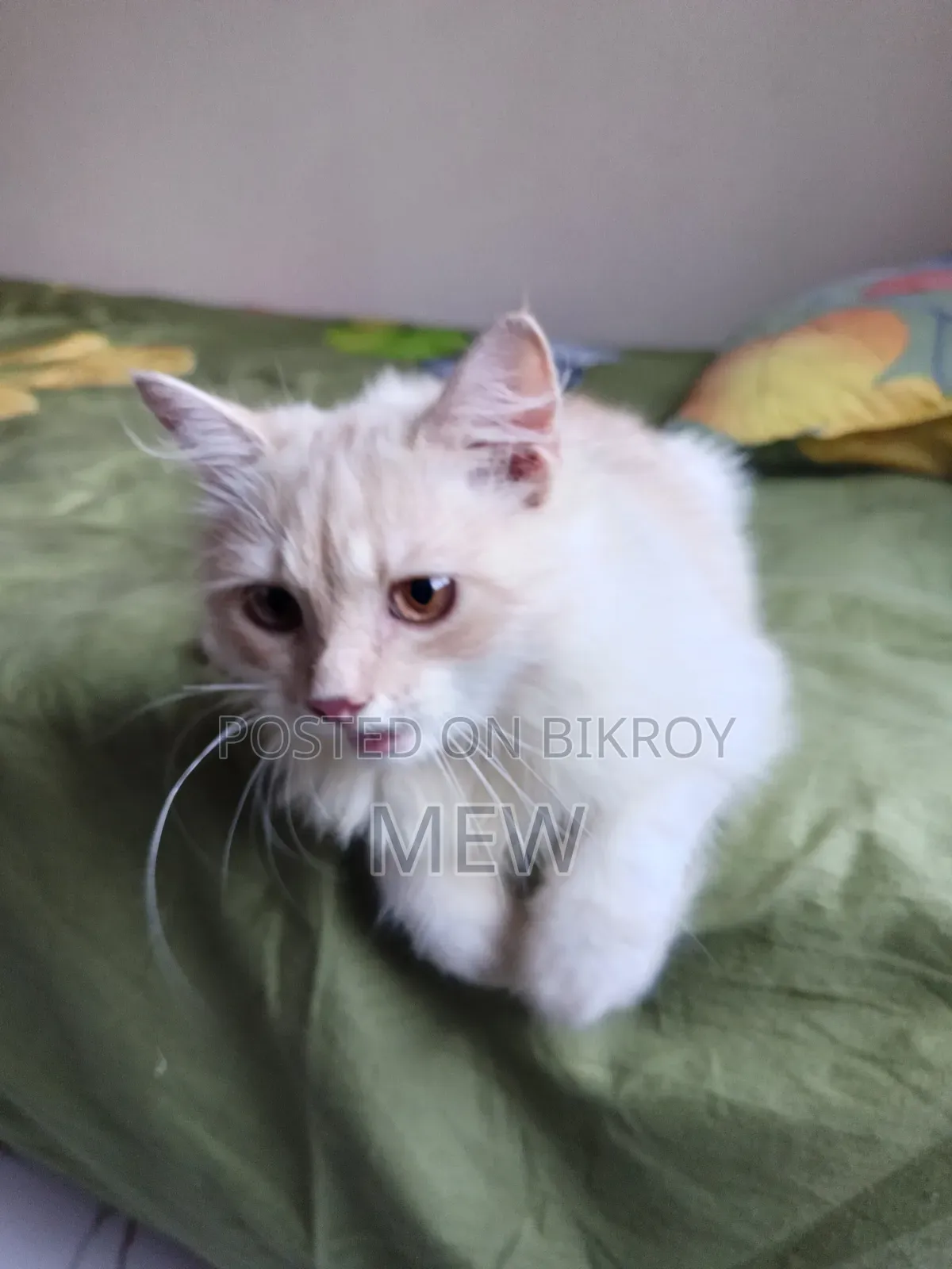 3-6 Months Male Purebred Persian