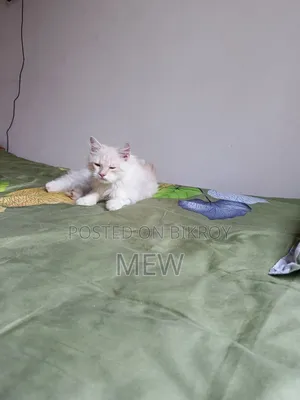 3-6 Months Male Purebred Persian