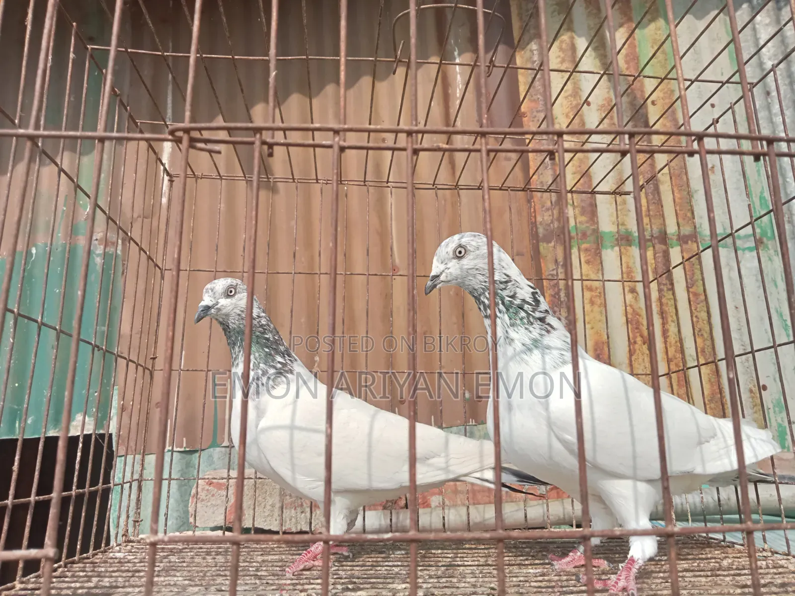 পোষা ও প্রাণী
