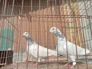 Pets and Animals