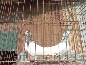 পোষা ও প্রাণী