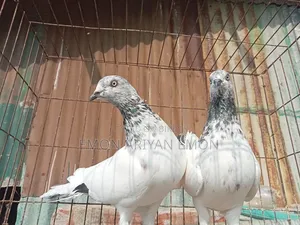 পোষা ও প্রাণী