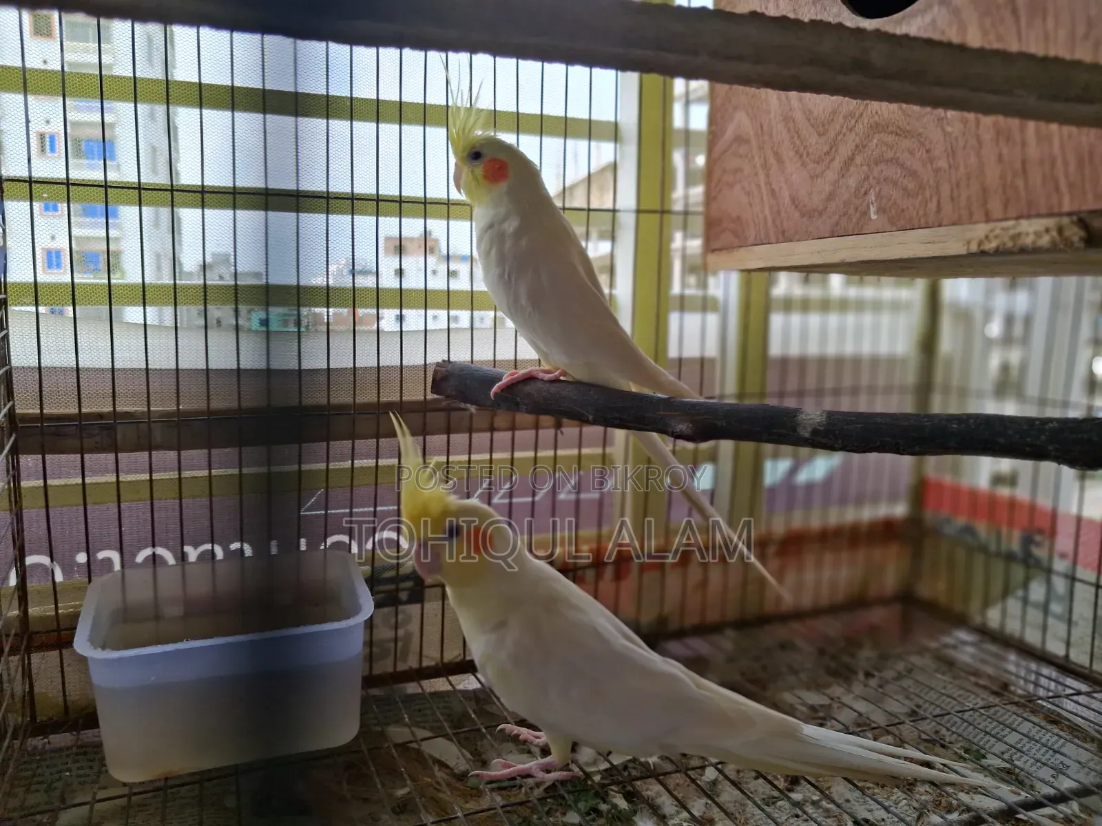 Cockatel Pakhi