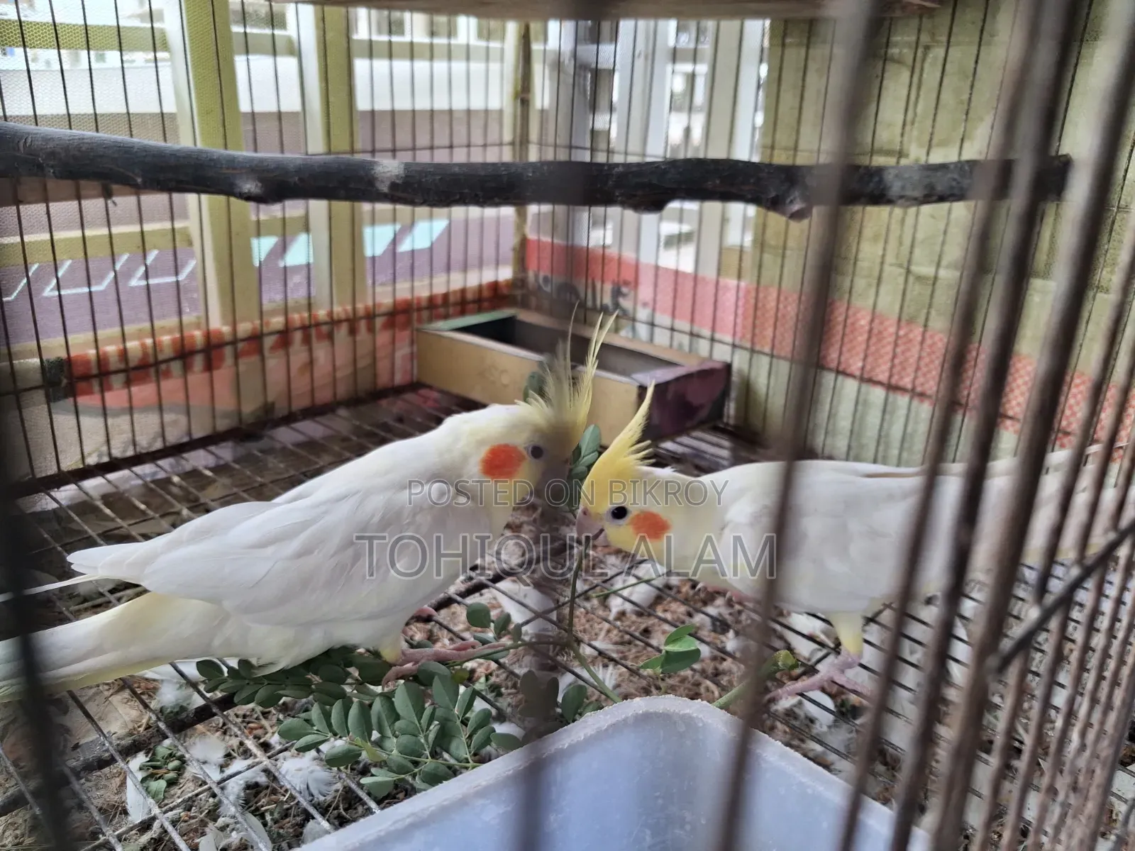 Cockatel Pakhi