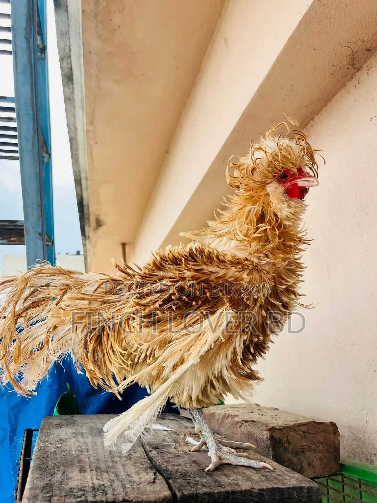 Buff Frizzle Polish Cap Rooster