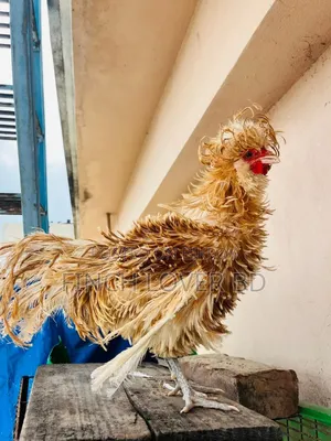 Buff Frizzle Polish Cap Rooster