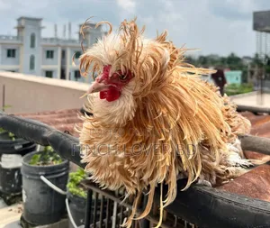 Buff Frizzle Polish Cap Rooster