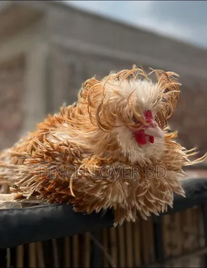Buff Frizzle Polish Cap Rooster