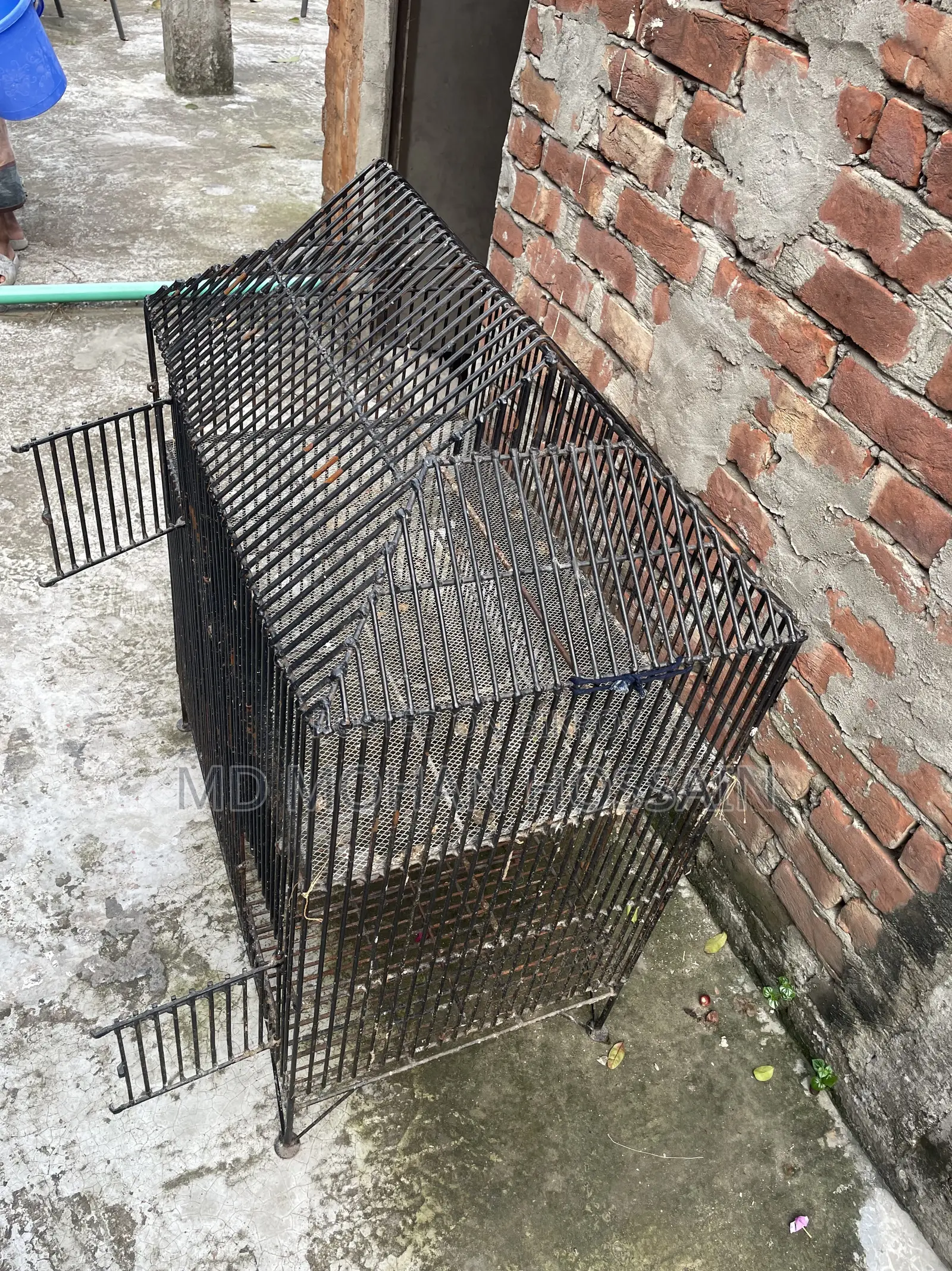 Chicken and Bird Cage