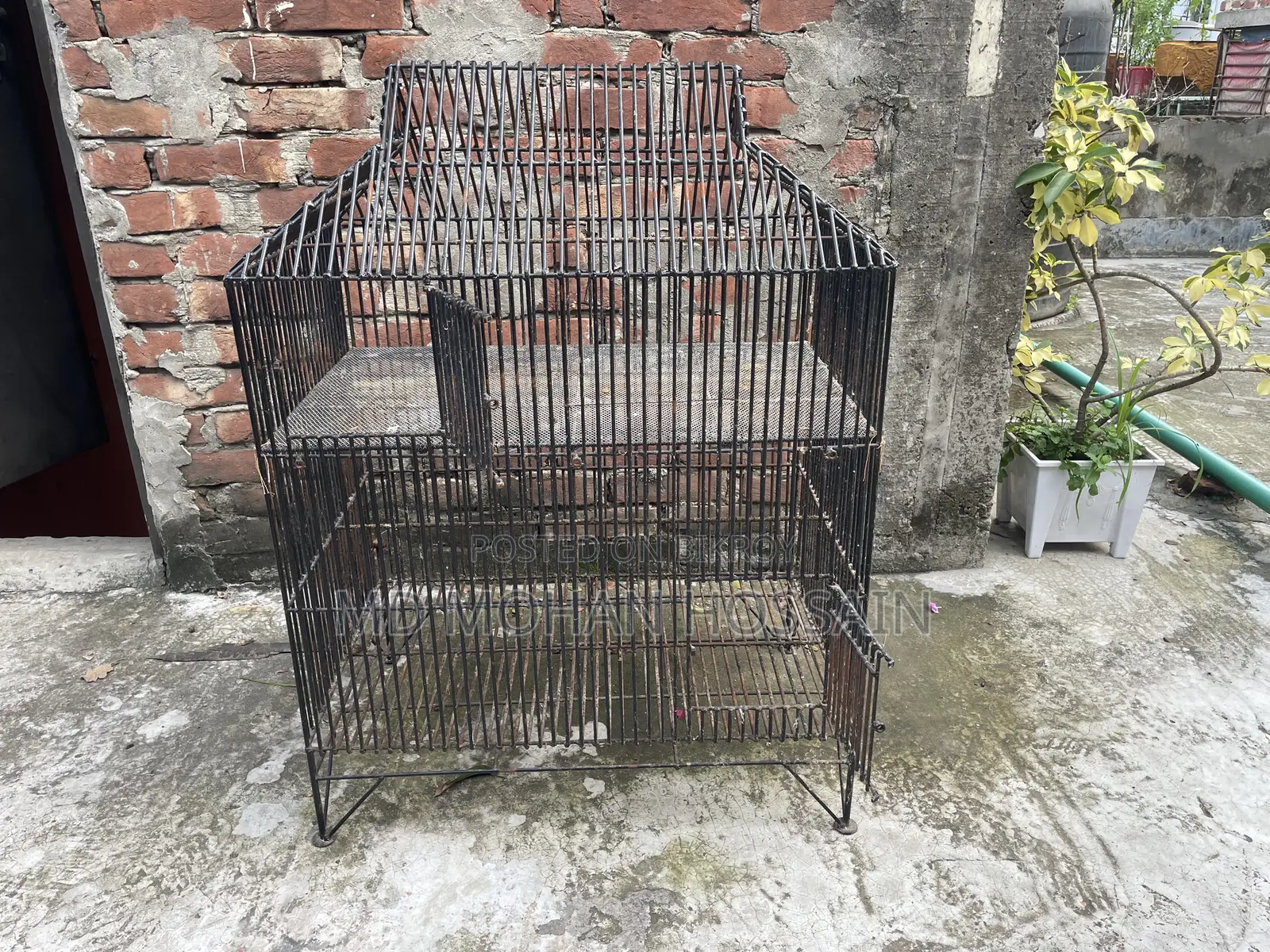 Chicken and Bird Cage