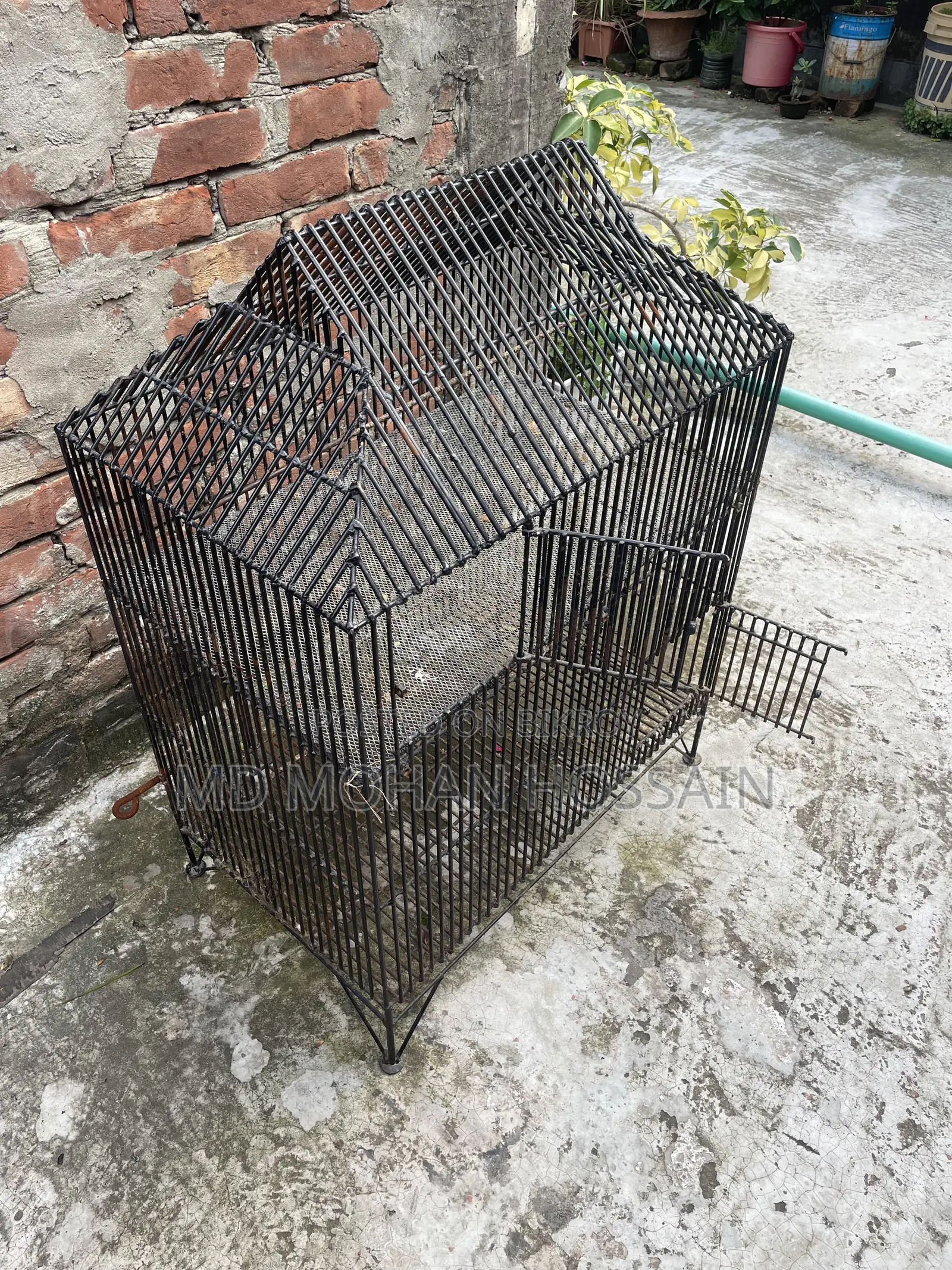 Chicken and Bird Cage