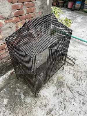 Chicken and Bird Cage