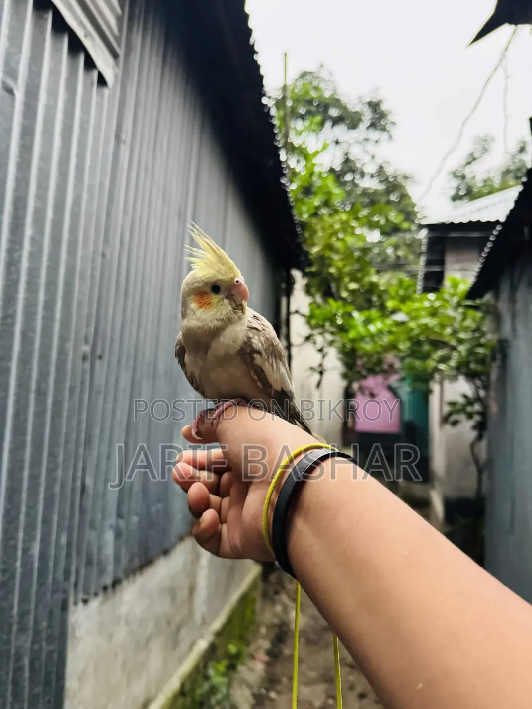Cockatiel Bird