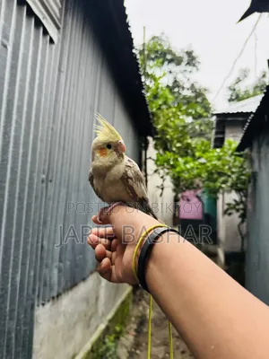 Cockatiel Bird