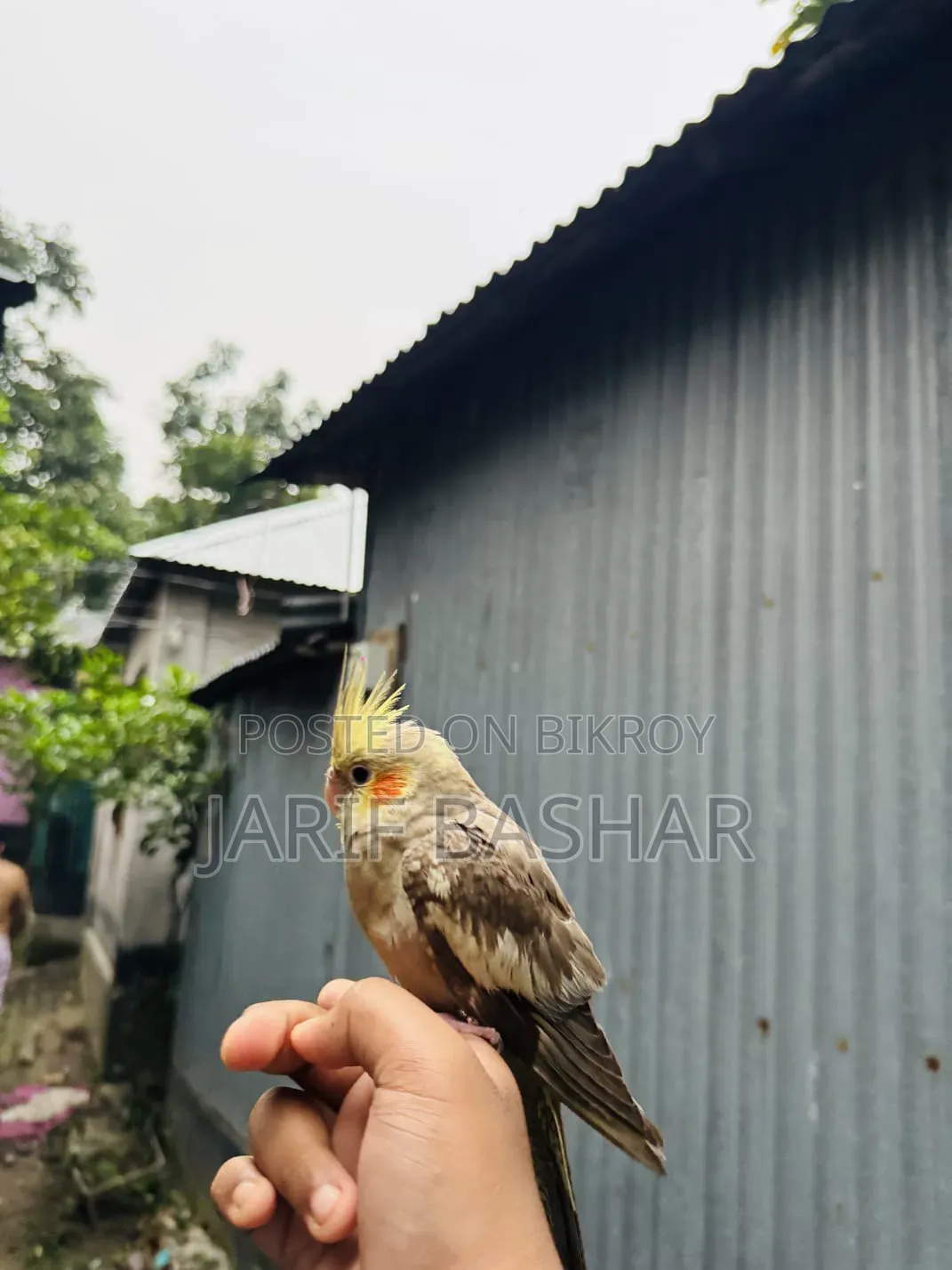 Cockatiel Bird