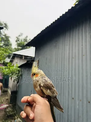 Cockatiel Bird