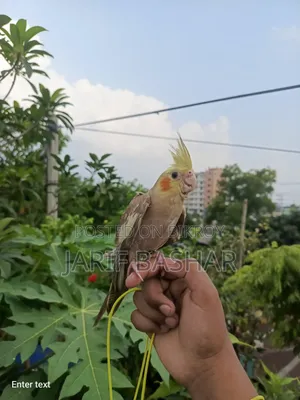 Cockatiel Bird