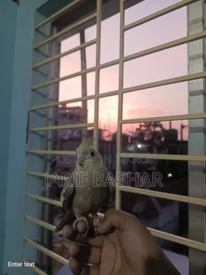 Cockatiel Bird