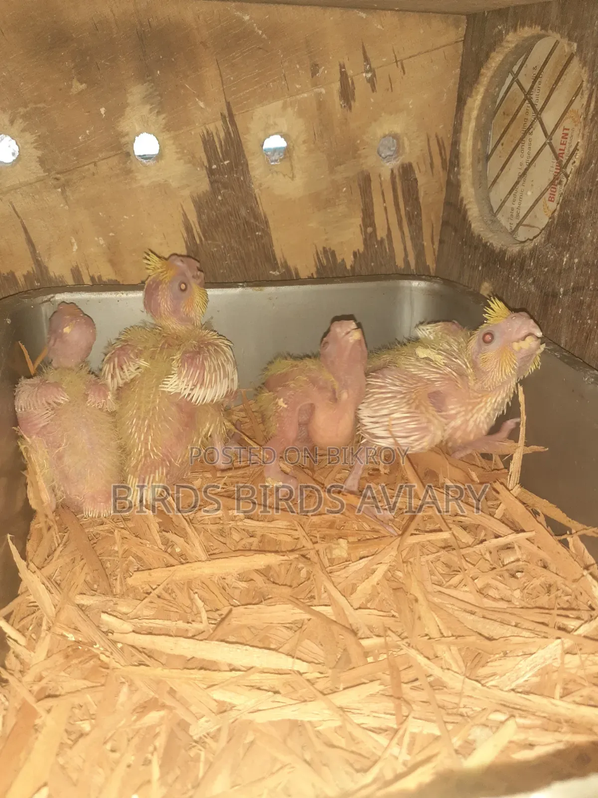 লুটিনো কোকাটেল টেম বেবী পাখি