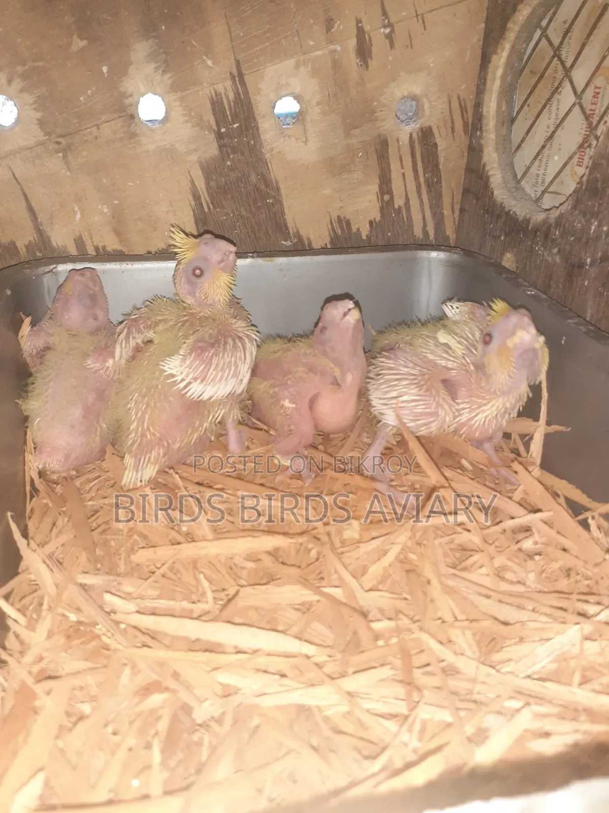 লুটিনো কোকাটেল টেম বেবী পাখি