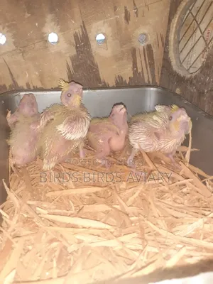 লুটিনো কোকাটেল টেম বেবী পাখি