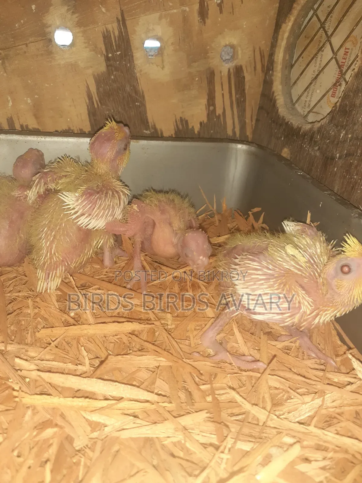 লুটিনো কোকাটেল টেম বেবী পাখি