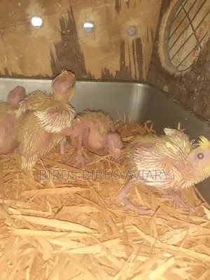 লুটিনো কোকাটেল টেম বেবী পাখি