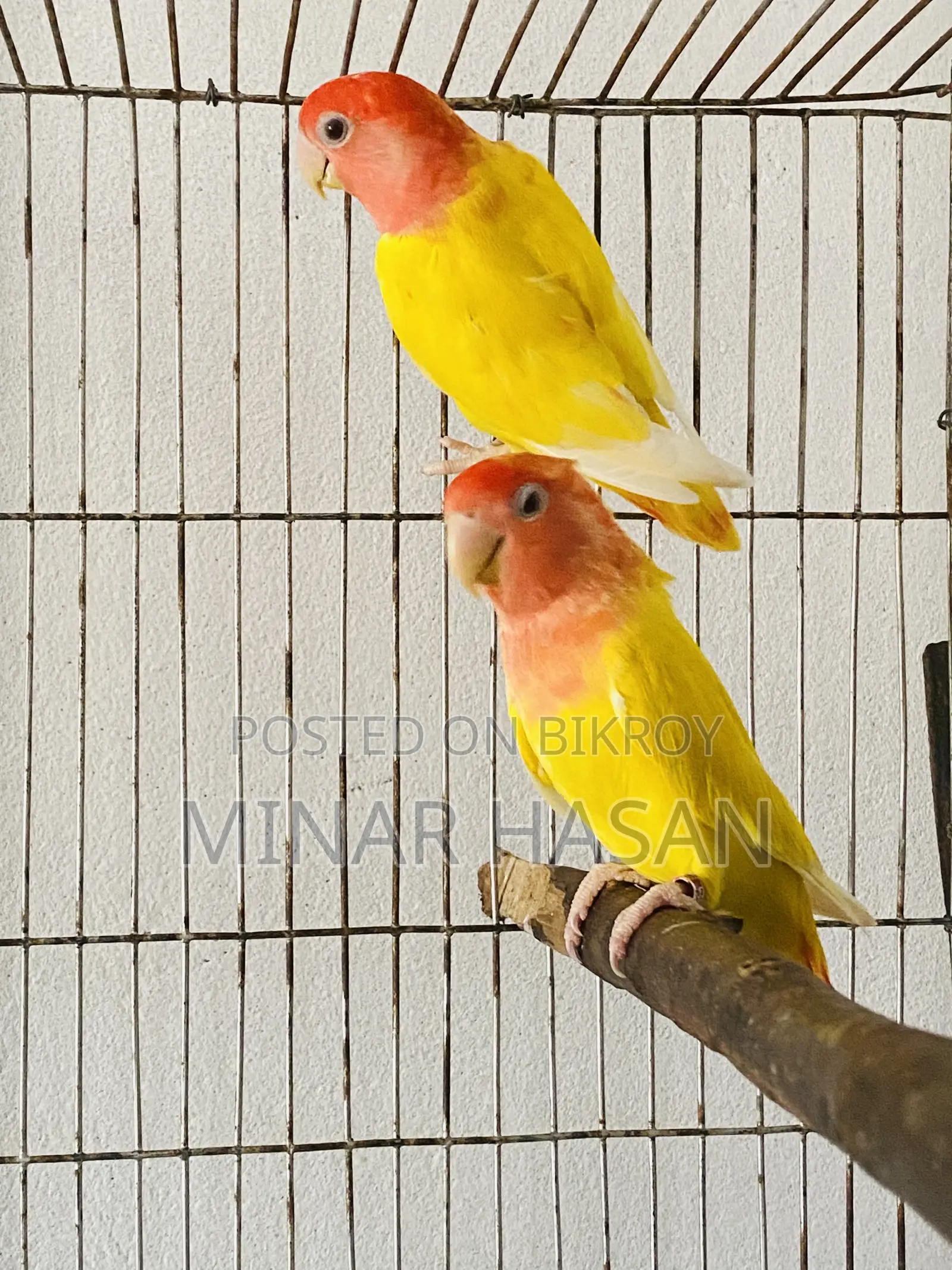 Breeding Pair Lutino Opaline Love Bird