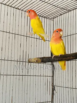 Breeding Pair Lutino Opaline Love Bird