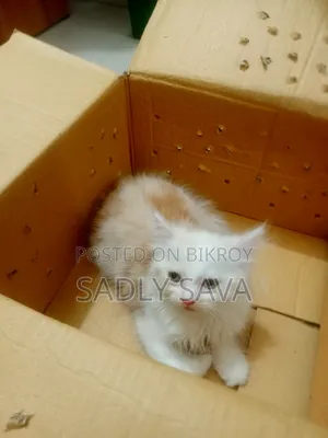 1-3 Months Female Purebred Persian