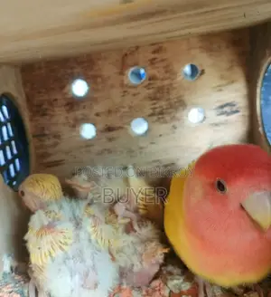 ডিম খাচা সহ Lovebird পাখি