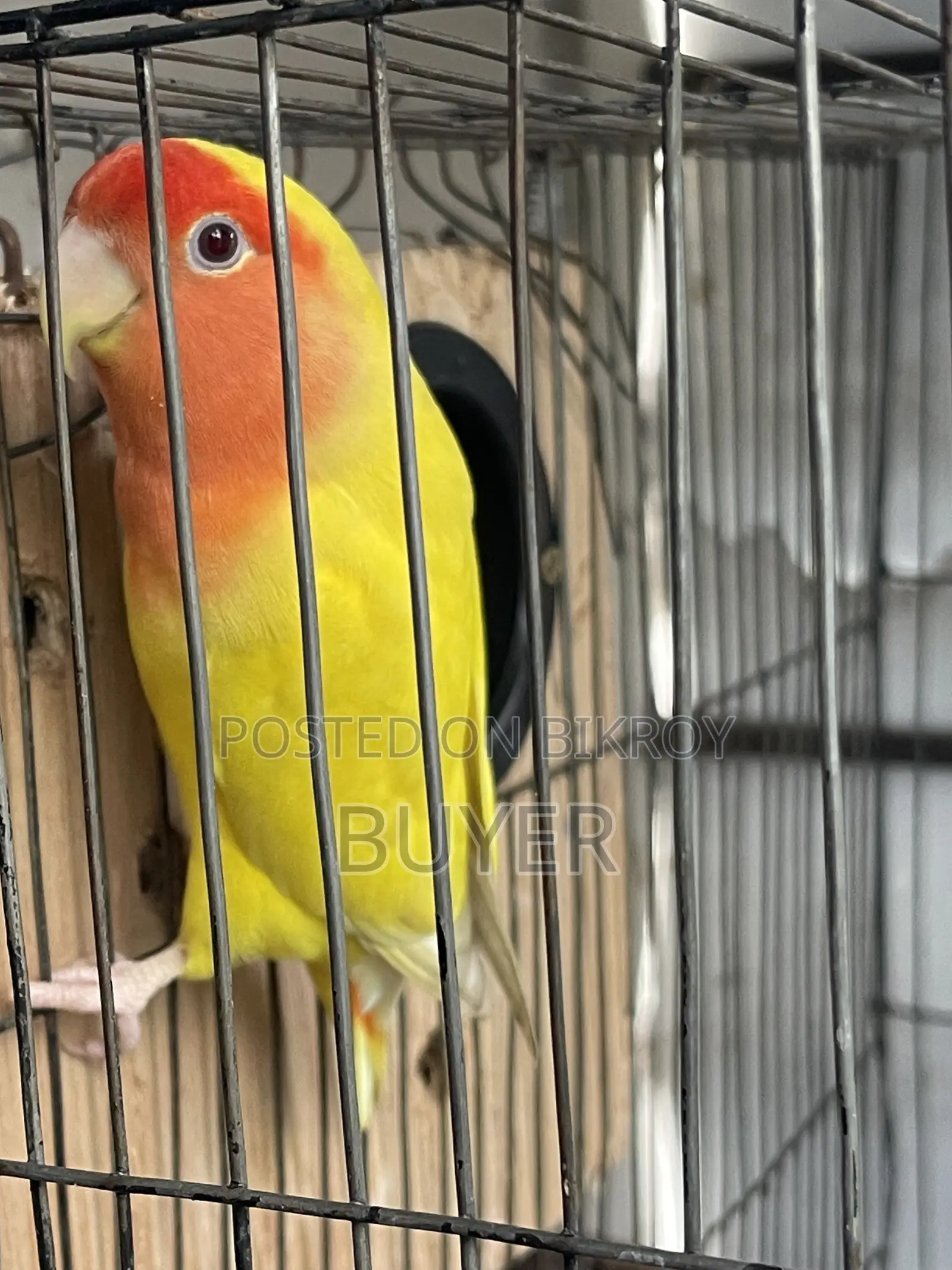 ডিম খাচা সহ Lovebird পাখি