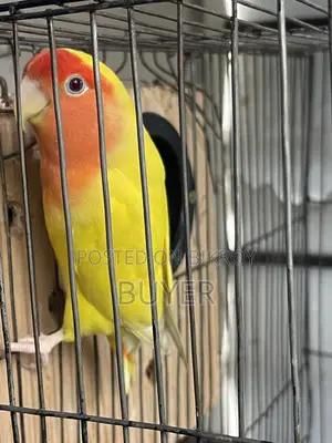 ডিম খাচা সহ Lovebird পাখি
