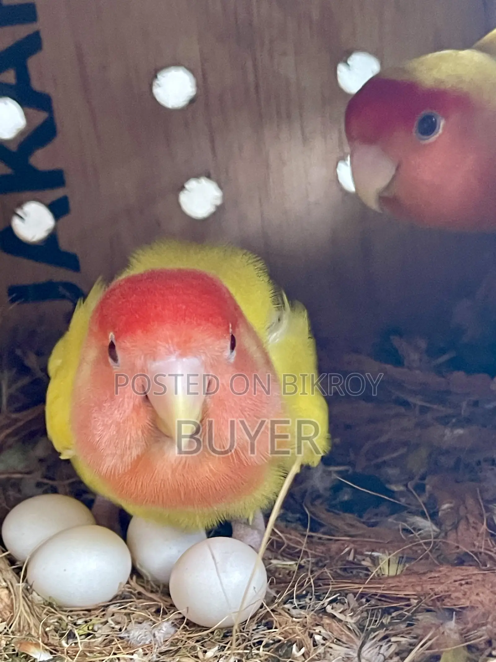 ডিম খাচা সহ Lovebird পাখি