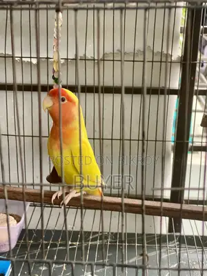 ডিম খাচা সহ Lovebird পাখি