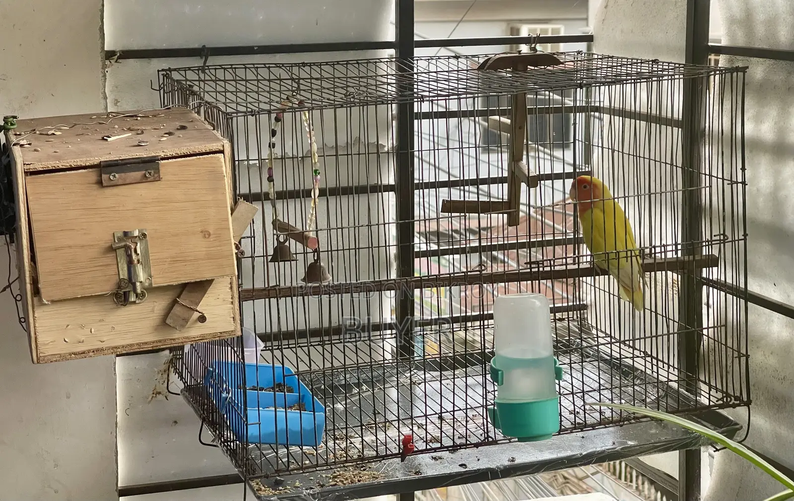 ডিম খাচা সহ Lovebird পাখি