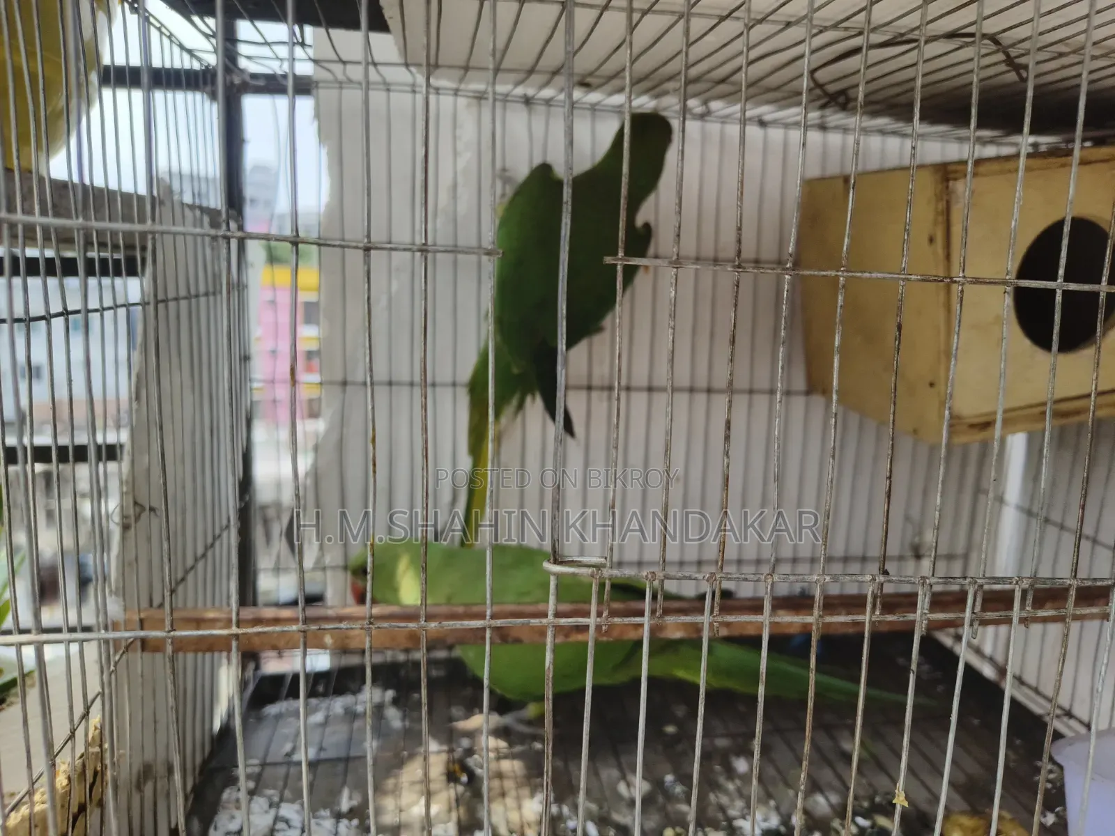 ইন্ডিয়ান রিংনেক টিয়া পাখি