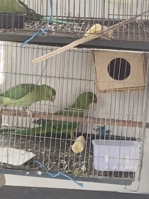 ইন্ডিয়ান রিংনেক টিয়া পাখি