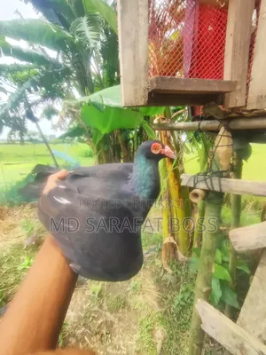 Black Huma Pigeon Male