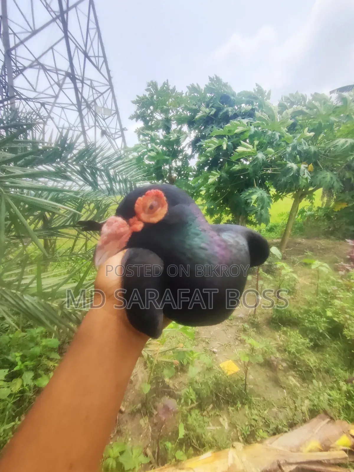 কালো হুমা কবুতর নর