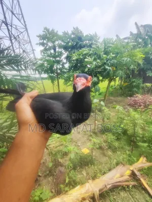 কালো হুমা কবুতর নর