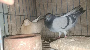 1 Pair Good Quality Pigeon for Sale