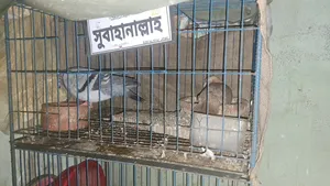 ১ জোড়া ভালো মানের কবুতর বিক্রির জন্য