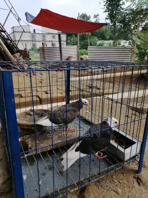 Golla Chuital Baby Pair