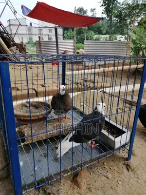 Golla Chuital Baby Pair