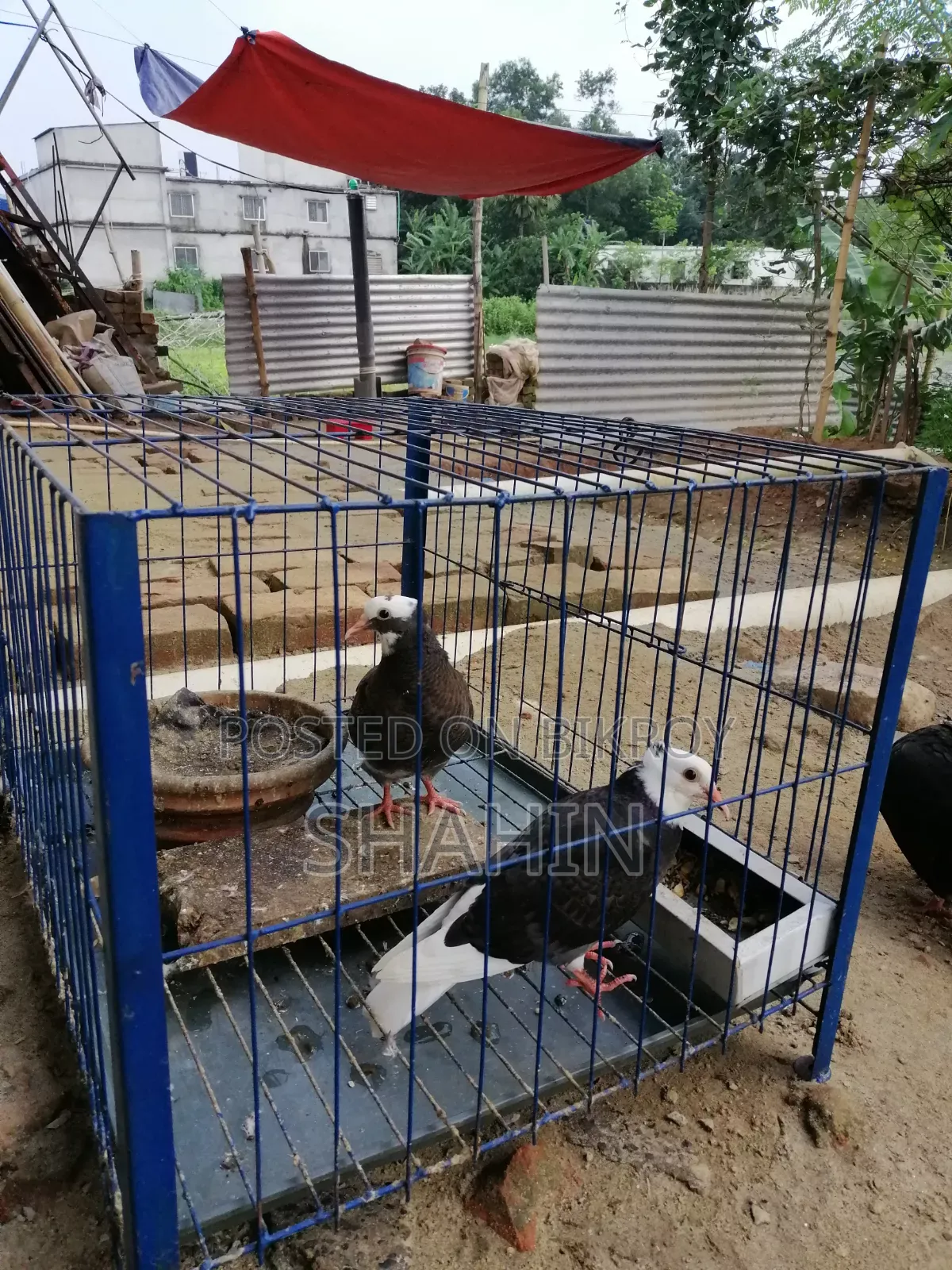 Golla Chuital Baby Pair