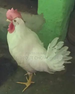 White Leghorn